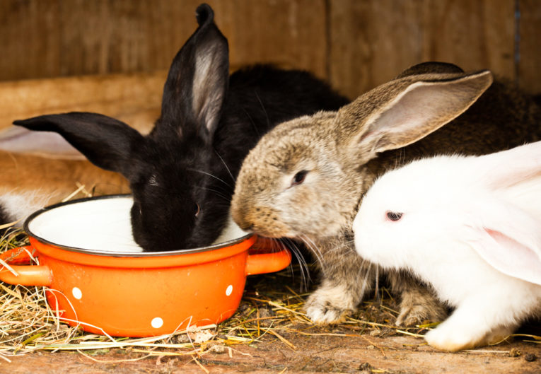 How to Keep your Rabbits Cool in Summer